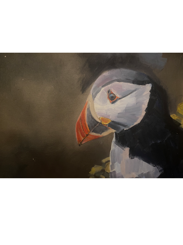 Puffin