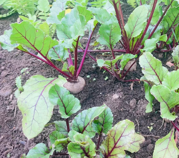 Thumbnail: Large Veg Box 