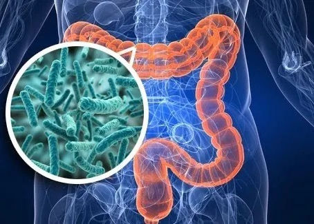Conexão entre Microbiota e Emagrecimento: Explorando o Papel Crucial no Aumento da Queima de Gordura