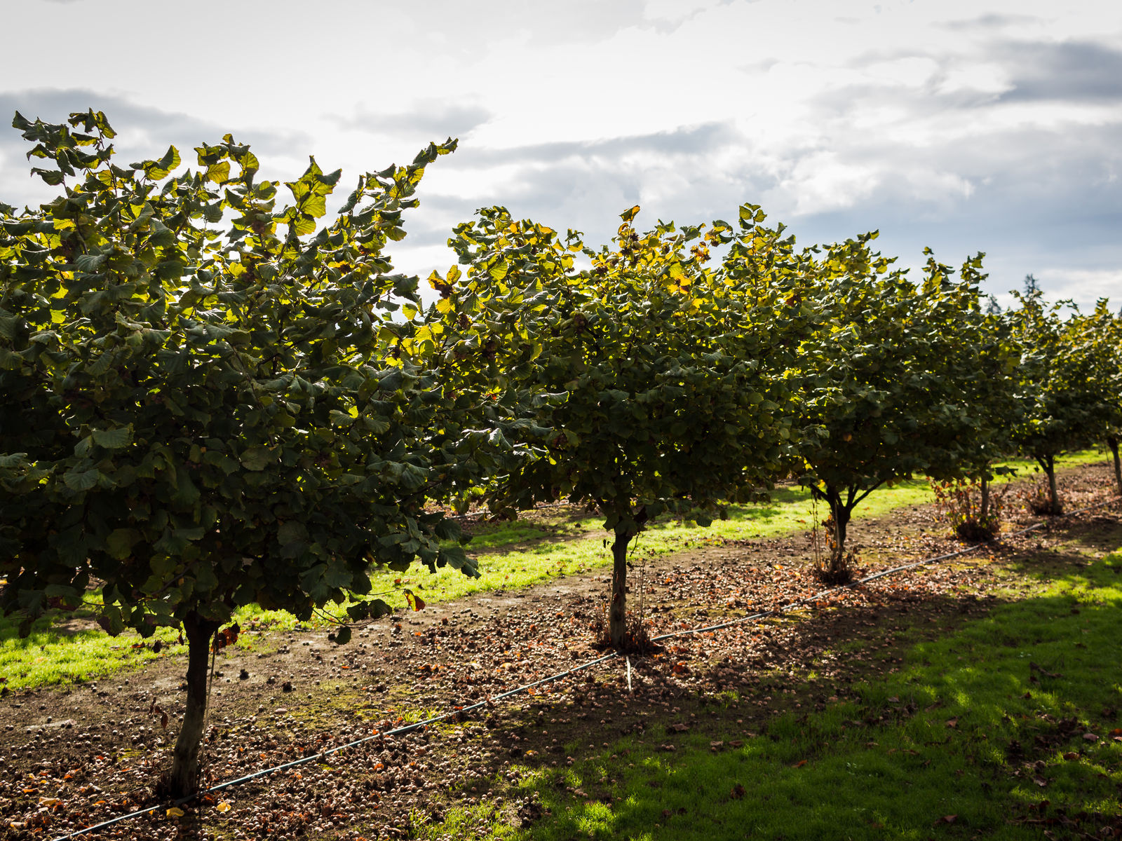 Finn's Farm, LLC photo 19