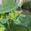 Thumbnail: Green 4 Seater Patio Set
