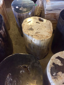 foto 1 stool fossil