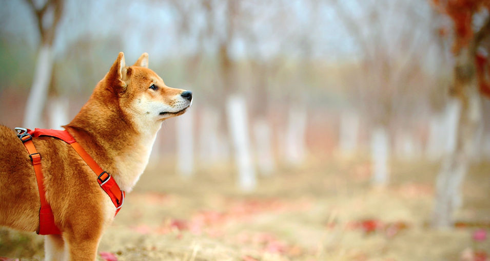 jaycee-xie-TcByXvrIrno-unsplash_edited.jpg