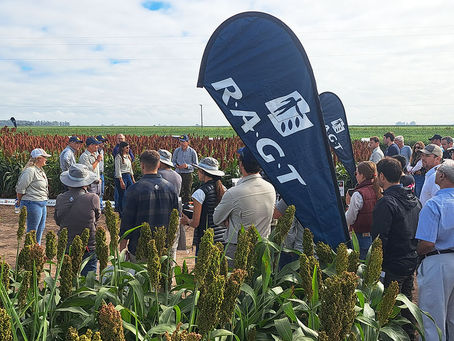 A partir del 1 de septiembre de 2026, RAGT Seeds presenta una identidad de marca renovada, alineada con su estrategia 2030–35. Desde hace más de un siglo, RAGT acompaña a los agricultores combinando su experiencia en mejoramiento genético vegetal y producción de semillas para desarrollar soluciones probadas y adaptadas localmente, que responden a la diversidad de cultivos y sistemas productivos.
