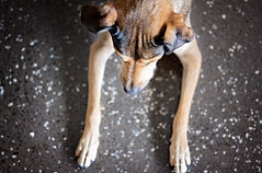 Happy heathy dog, dog photography