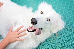Happy health dog