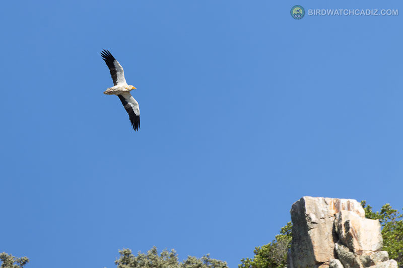 White bird with black-tipped wings soars over a blue sky above rocky cliffs and trees.