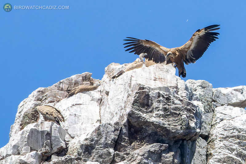 Vultures on a rocky cliff, one with wings spread, under a clear blue sky.