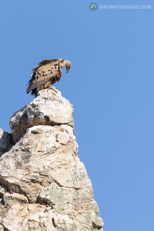 Vulture perched on a rocky cliff against a clear blue sky.
