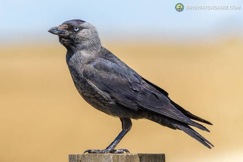 A jackdaw with grey and black plumage stands on a wooden post against a blurred brown background.