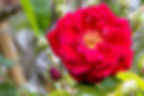 Red flower