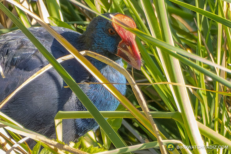 Swamphen with red beak and blue chest hidden among green reeds.