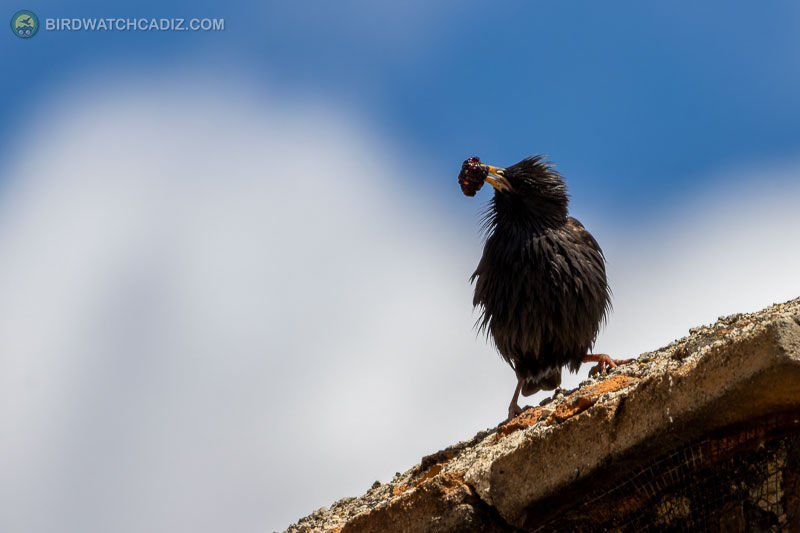 Black bird perched on a roof edge, holding prey in its beak, against a blue sky.