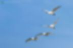 Vier witte vogels vliegen in V-formatie tegen een heldere blauwe lucht.