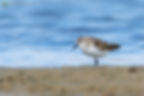 Kleine vogel op het strand bij helder blauw water.