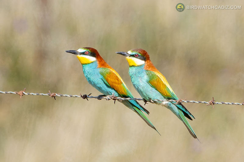 Two colourful bee-eaters perch on barbed wire against a blurred tan background.