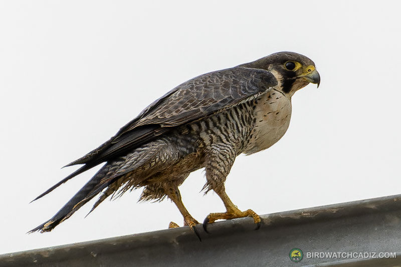 Peregrine falcon perched on a metal ledge.