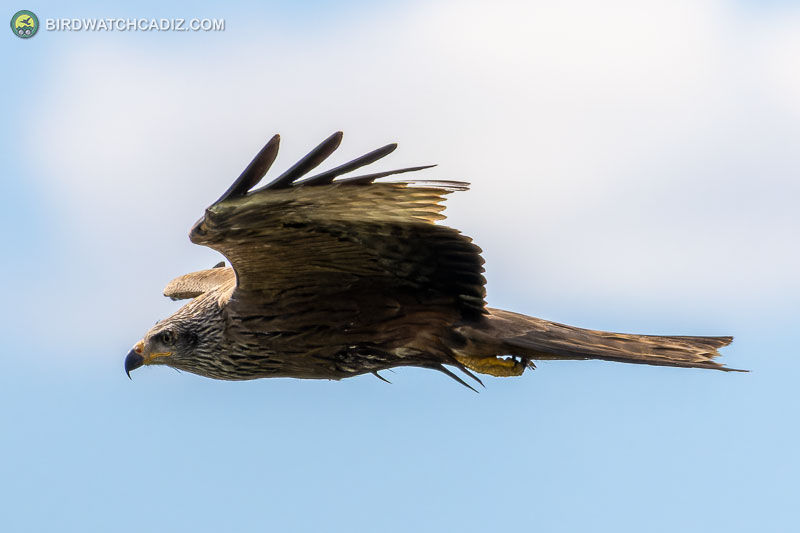 Brown bird of prey gliding against a blue sky.