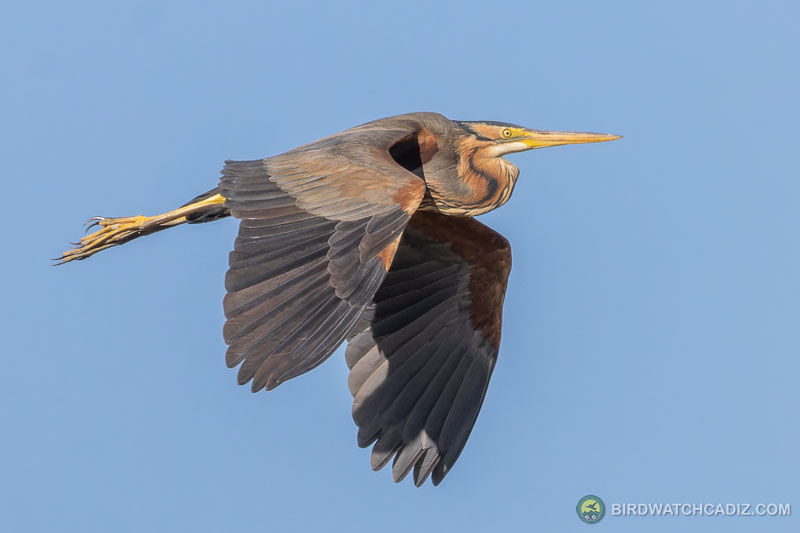A purple heron in flight against a clear blue sky, wings spread and long neck extended.