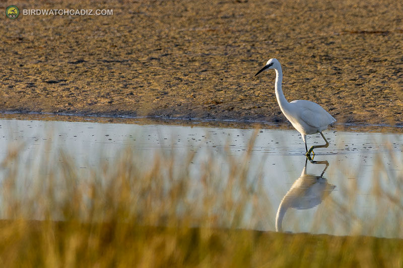 Garza blanca caminando en aguas poco profundas con su reflejo visible.
