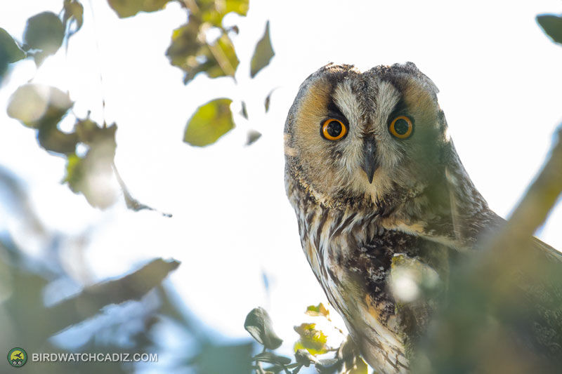 Owl with striking orange eyes perched among green leaves, backlit by bright sky.