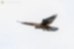 Male Kestrel hovering
