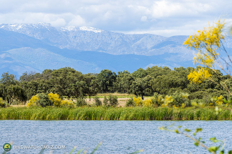 Lake in foreground with reed shore, green trees, yellow blossoms, and blue snow-capped mountains under a cloudy sky.