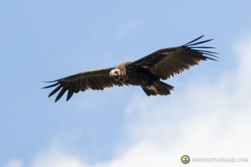 A vulture soars in a clear blue sky with wispy clouds. Its wings are spread wide.