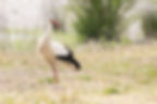 White Stork