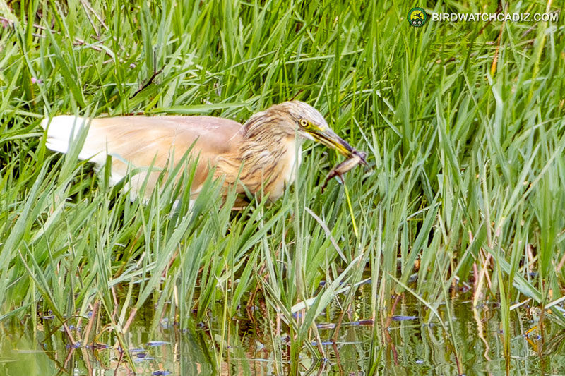 Squacco Heron in green marsh reeds holding a fish.