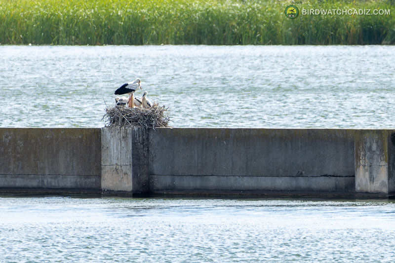 Storks perched on a nest atop a concrete dam by calm water, with reeds in the background.
