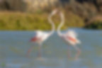 Two flamingos with pink and white plumage touch beaks in shallow water.