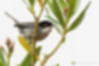 Adult male Sardinian Warbler