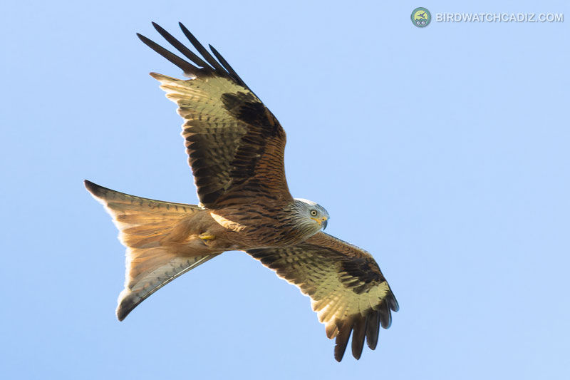 Red Kite gliding in clear blue sky, wings spread wide showing brown and black patterns.