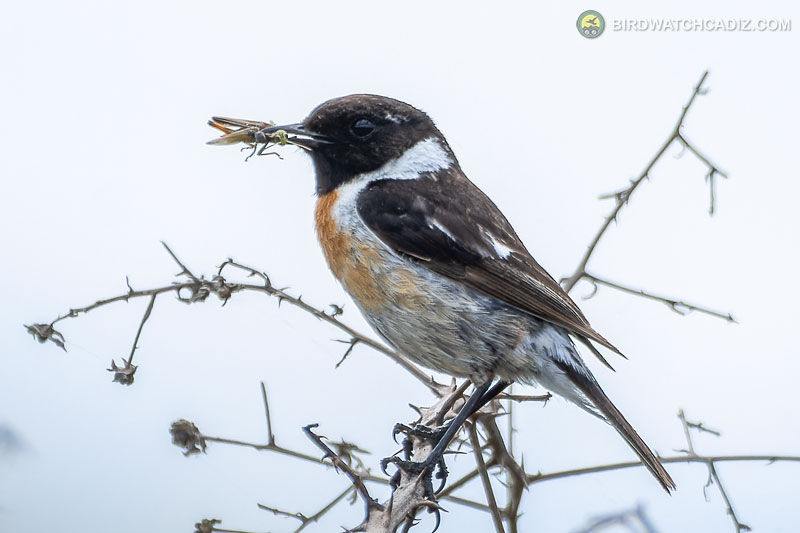 A small bird perched on a branch holds an insect in its beak.