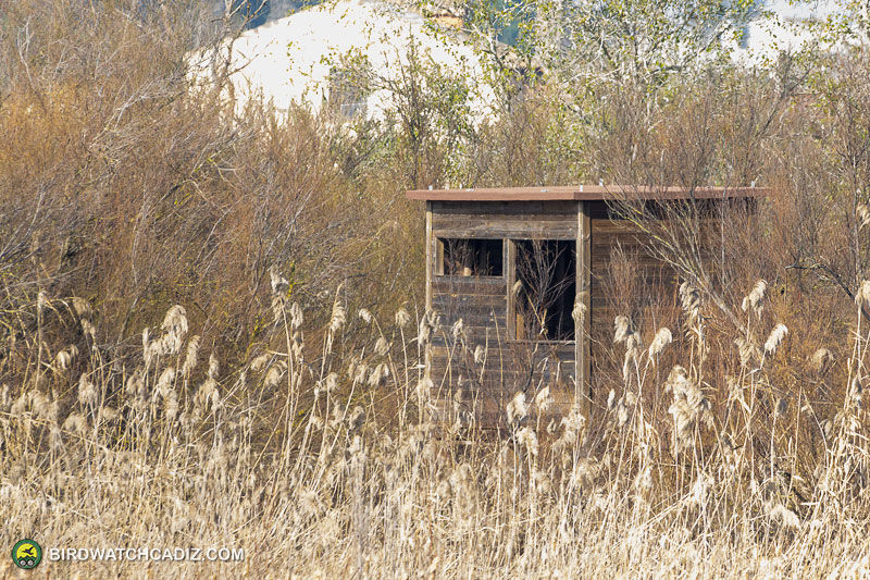 Wooden birdwatching hide amid tall dry grasses and shrubs.