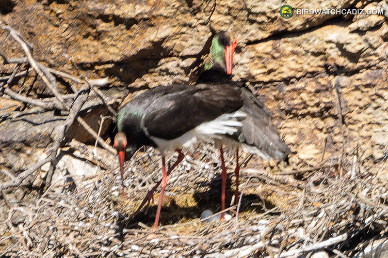 Two black storks with red beaks stand on a nest built on a rocky ledge.