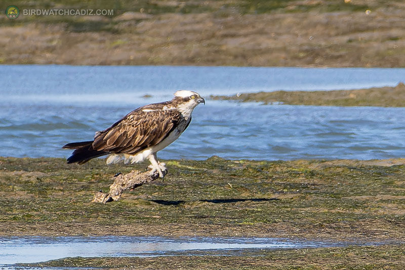 Osprey quietly sitting on a piece of wood