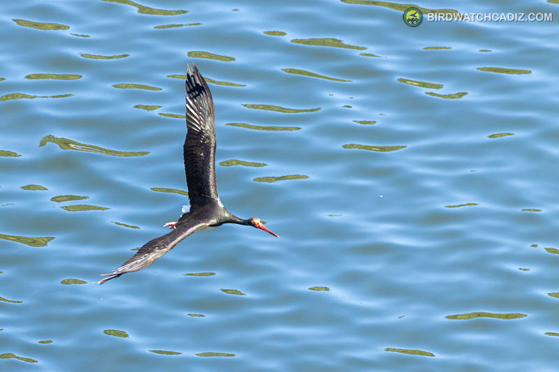 A black stork glides over rippling blue water, its red beak visible.