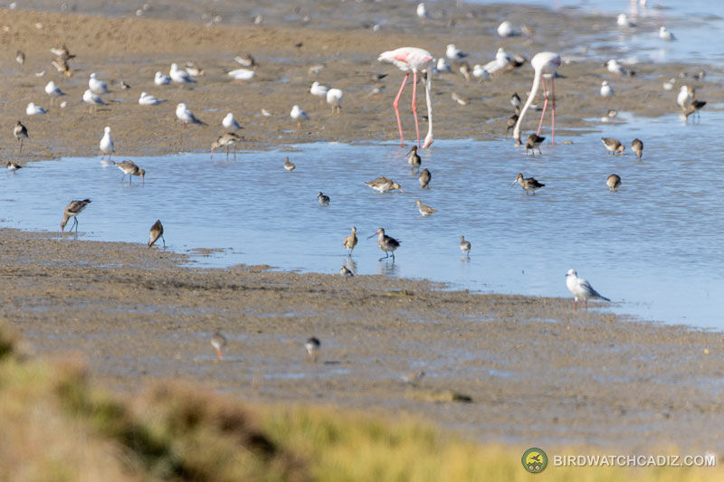 Flamingo's en diverse vogels foerageren in een modderige oever.