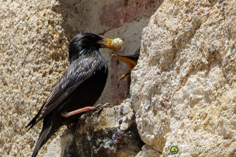 Black starling feeds chick in a stone wall crevice. The adult holds food in its beak.