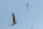 Dos aves volando en un cielo azul despejado. Una está más cerca, destacando su plumaje marrón.