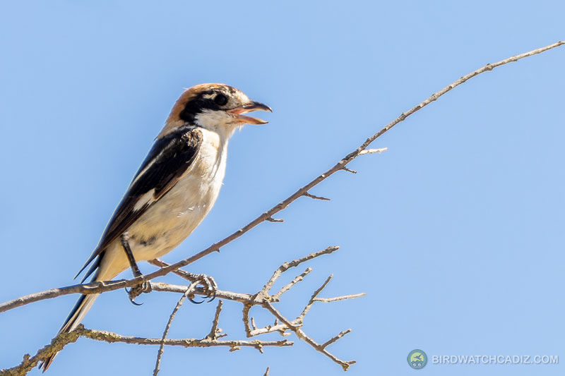 Pájaro posado en una rama seca, con el pico abierto, sobre un fondo de cielo azul.