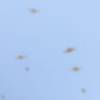 Pájaros volando en el cielo azul, alas extendidas.