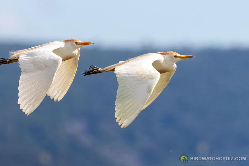 Two egrets fly side by side over a blue blurred sea and sky.