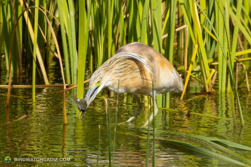 Heron catching a fish in a reed-filled pond, with green reeds and water.