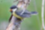 Young Great Tit