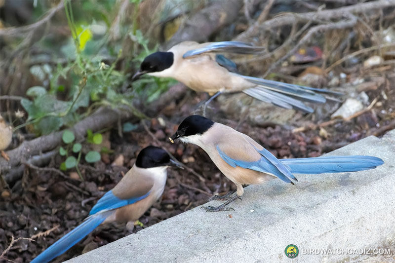 Three azure-winged magpies with black heads and blue wings search for food on the ground amid vegetation.