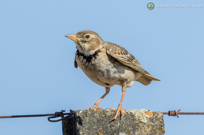 Lark on a wire post, set against a clear blue sky.