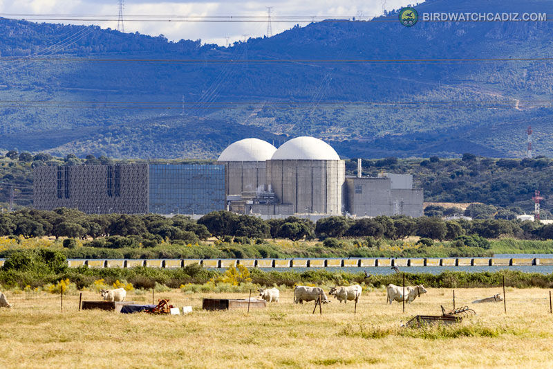 Cows graze in a field with a nuclear power plant in the background.